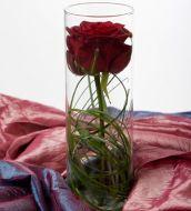 Red rose gift